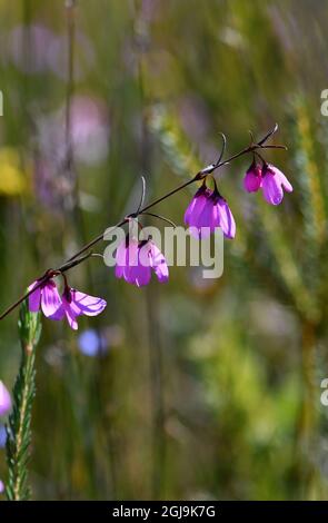 Zarte hängende Blüten der australischen Black Eyed Susan, Tetratheca shiressii, Familie Elaeocarpaceae, die in der Sydney Heide wächst. Stockfoto