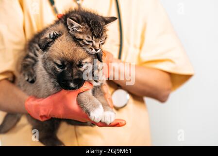 Tierarzt untersucht Hund und Katze. Welpen und Kätzchen beim Tierarzt. Impfung von Haustieren. Stockfoto