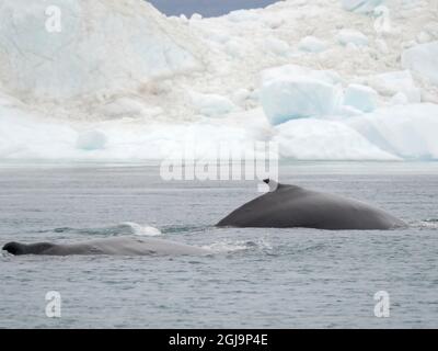 Buckelwal (Megaptera novaeangliae) vor Eisbergen an der Mündung des Ilulissat-Eisfjords in der Disko Bay in Westgrönland, Teil der UNESCO Stockfoto