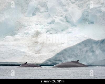 Buckelwal (Megaptera novaeangliae) vor Eisbergen an der Mündung des Ilulissat-Eisfjords in der Disko Bay in Westgrönland, Teil der UNESCO Stockfoto