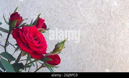 Nahaufnahme der roten Blume auf einer Gartenrose, die in einem Steingarten mit einer weißen Zementwand im Hintergrund wächst. Stockfoto