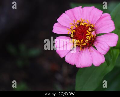 OLYMPUS DIGITALKAMERA - Nahaufnahme der rosa Blume auf einer Zinnia-Pflanze, die in einem Blumenbett mit verschwommenem Hintergrund wächst. Stockfoto