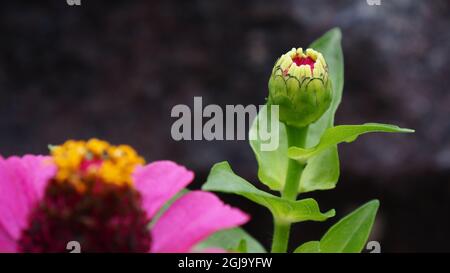 OLYMPUS DIGITALKAMERA - Nahaufnahme einer rosa Blume und Blütenknospe auf einer Zinnia-Pflanze, die in einem Blumenbett mit einem unscharfen Steinhintergrund wächst. Stockfoto