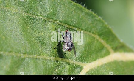 Nahaufnahme einer im Sonnenlicht auf einem Baumblatt im Wald ruhenden Hausfliege. Stockfoto