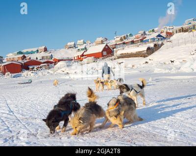 Vorspannen von Schlittenhunden. Der Jäger trägt traditionelle Hosen und Stiefel aus Eisbärenpelz. Der traditionelle und abgelegene grönländische Inuit-Schweller Stockfoto