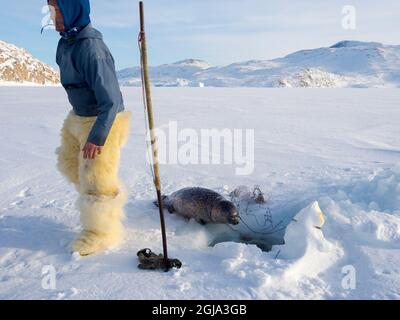 Eine Robbe aus einer Falle unter dem Meereis ernten. Inuit Jäger trägt traditionelle Hosen und Stiefel aus Eisbären Fell, Melville Bay in der Nähe Stockfoto
