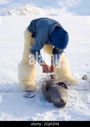 Eine Robbe aus einer Falle unter dem Meereis ernten. Inuit Jäger trägt traditionelle Hosen und Stiefel aus Eisbären Fell, Melville Bay in der Nähe Stockfoto