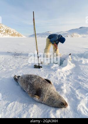 Eine Robbe aus einer Falle unter dem Meereis ernten. Inuit Jäger trägt traditionelle Hosen und Stiefel aus Eisbären Fell, Melville Bay in der Nähe Stockfoto