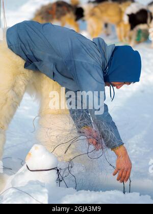 Eine Robbe aus einer Falle unter dem Meereis ernten. Inuit Jäger trägt traditionelle Hosen und Stiefel aus Eisbären Fell, Melville Bay in der Nähe Stockfoto