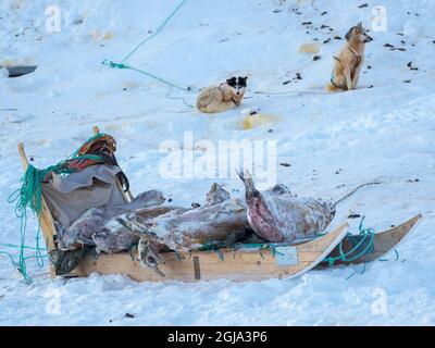 Gejagte und gehäutete Robben. Das traditionelle und abgelegene grönländische Inuit-Dorf Kullorsuaq, Melville Bay, Grönland, dänisches Territorium Stockfoto