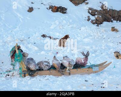 Gejagte und gehäutete Robben. Das traditionelle und abgelegene grönländische Inuit-Dorf Kullorsuaq, Melville Bay, Grönland, dänisches Territorium Stockfoto