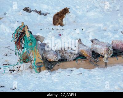 Gejagte und gehäutete Robben. Das traditionelle und abgelegene grönländische Inuit-Dorf Kullorsuaq, Melville Bay, Grönland, dänisches Territorium Stockfoto