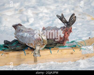 Gejagte und gehäutete Robben. Das traditionelle und abgelegene grönländische Inuit-Dorf Kullorsuaq, Melville Bay, Grönland, dänisches Territorium Stockfoto