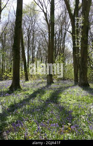 Einheimische englische Bluebells Frühling Waldblume in Buchenwäldern Stockfoto