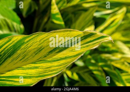 Shell-Ingwer-Pflanze Stockfoto