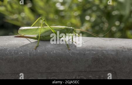 STOCKHOLM 2016-08-09 Bush Cricket , Tettigoniidae, Katydiden, Insekten Natur, Umwelt Leif Blom / TT-Bild kod 50080 Stockfoto