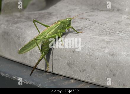 STOCKHOLM 2016-08-09 Bush Cricket , Tettigoniidae, Katydiden, Insekten Natur, Umwelt Leif Blom / TT-Bild kod 50080 Stockfoto