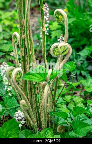 Zimtfarn-Fiddleheads Stockfoto