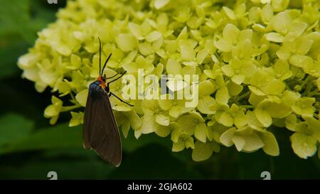 Nahaufnahme einer Virgina Ctenucha-Tigmote, die Nektar aus den gelben Blüten auf einer glatten Hortensienpflanze sammelt, die in einem Garten wächst. Stockfoto