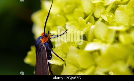 Nahaufnahme einer Virgina Ctenucha-Tigmote, die Nektar aus den gelben Blüten auf einer glatten Hortensienpflanze sammelt, die in einem Garten wächst. Stockfoto