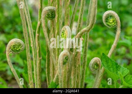 Zimtfarn-Fiddleheads Stockfoto