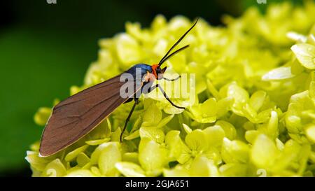 Nahaufnahme einer Virgina Ctenucha-Tigmote, die Nektar aus den gelben Blüten auf einer glatten Hortensienpflanze sammelt, die in einem Garten wächst. Stockfoto