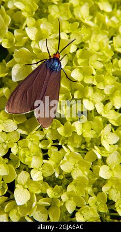 Nahaufnahme einer Virgina Ctenucha-Tigmote, die Nektar aus den gelben Blüten auf einer glatten Hortensienpflanze sammelt, die in einem Garten wächst. Stockfoto