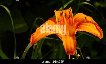 Nahaufnahme der orangefarbenen Blume auf einer wilden Taglilienpflanze, die am Waldrand wächst. Stockfoto