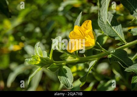 Peruanische Primrose-Weidenpflanze Stockfoto