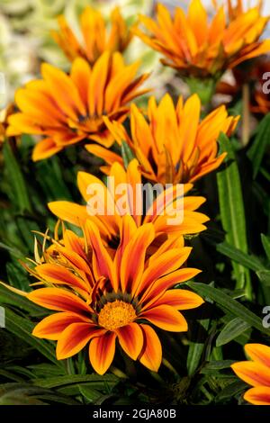 Gazanien Blumen Stockfoto