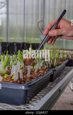 Sämling Gelbhelm Orchideen werden in einem Gewächshaus für eventuelle Umpflanzung in einen Sumpf in Süd-Florida angebaut. Stockfoto