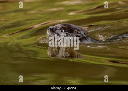 North American River Otter. Stockfoto