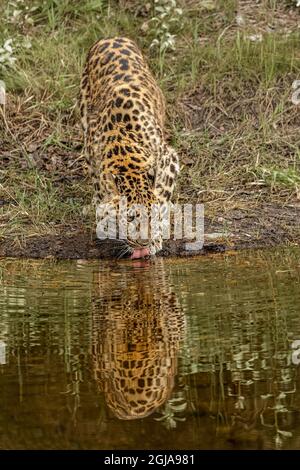Amur Leopard and Reflection, auch bekannt als Far East Leopard, Mandschurei Leopard und Korean Leopard, kritisch gefährdete Arten. Stockfoto