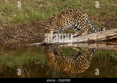 Amur Leopard and Reflection, auch bekannt als Far East Leopard, Mandschurei Leopard und Korean Leopard, kritisch gefährdete Arten. Stockfoto