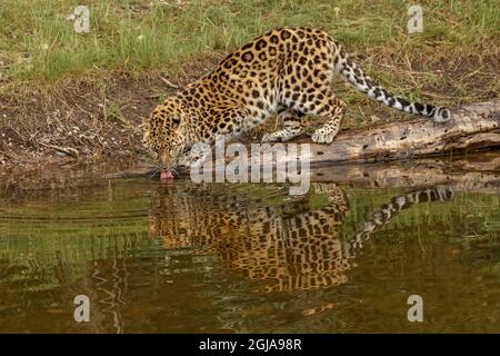 Amur Leopard and Reflection, auch bekannt als Far East Leopard, Mandschurei Leopard und Korean Leopard, kritisch gefährdete Arten. Stockfoto