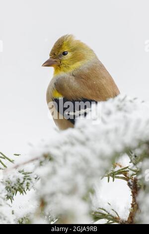 American Goldfinch im Winter. Stockfoto