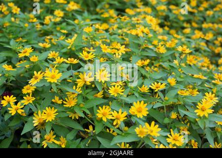 Melampodium paludosum „Showstar“-Buttermarmelien. Stockfoto