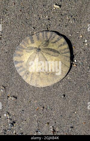 Sanddollar am Strand, USA Stockfoto