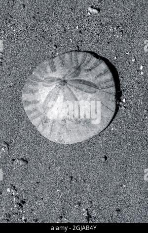 Sanddollar am Strand, USA Stockfoto