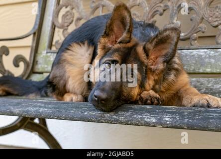 Issaquah, Staat Washington, USA. Vier Monate alter Schäferhund-Welpe, der nach der Spielzeit auf einer rustikalen Bank ruht. (PR) Stockfoto