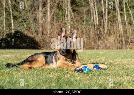 Issaquah, Staat Washington, USA. Vier Monate alter Schäferhund-Welpe, der mit seinem Seilspielzeug neben ihm eine Pause einlegte. (PR) Stockfoto