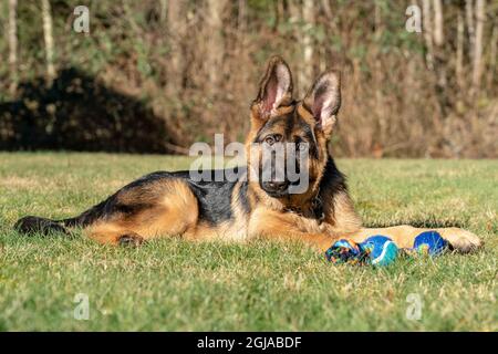 Issaquah, Staat Washington, USA. Vier Monate alter Schäferhund-Welpe, der mit seinem Seilspielzeug neben ihm eine Pause einlegte. (PR) Stockfoto