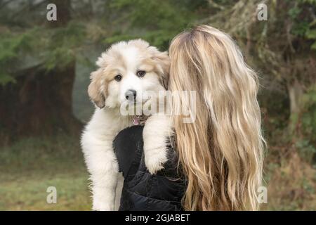 Issaquah, Staat Washington, USA. Frau mit ihrem zehn Wochen alten Großen Pyrenäen-Welpen. (PR, MR) Stockfoto