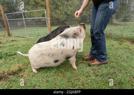 Issaquah, Staat Washington, USA. Frau brachte ihrem Mini-Schwein und vietnamesischen Topfbauchschweinen das Sitzen bei und belohnte sie mit Erdnüssen. (PR, MR) Stockfoto