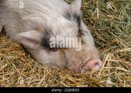 Issaquah, Staat Washington, USA. Porträt eines rosafarbenen, mit Stroh bedeckten Schweins, das sich ausruhte. (PR) Stockfoto
