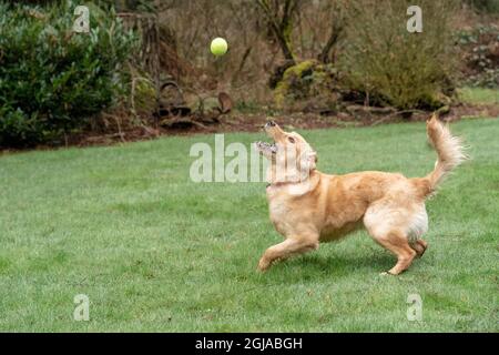 Issaquah, Staat Washington, USA. Der neun Monate alte Golden Retriever versucht, einen Ball zu fangen. (PR) Stockfoto