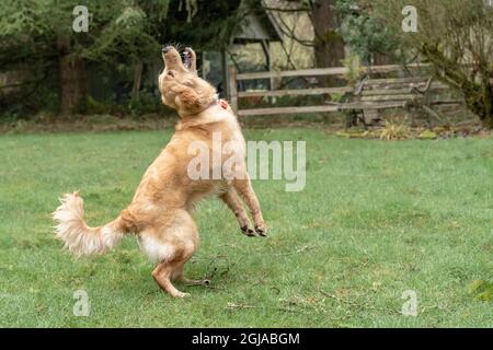 Issaquah, Staat Washington, USA. Der neun Monate alte Golden Retriever springt aus dem nassen Gras, um einen Ball zu fangen. (PR) Stockfoto