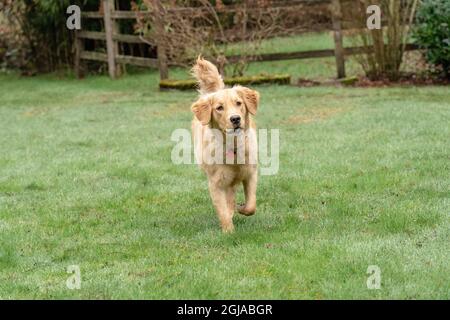 Issaquah, Staat Washington, USA. Der neun Monate alte Golden Retriever läuft auf nassem Rasen. (PR) Stockfoto