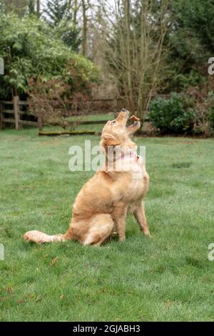 Issaquah, Staat Washington, USA. Der neun Monate alte Golden Retriever wirft einen Keks in die Luft, nachdem er ihn ausbalanciert hat. (PR) Stockfoto