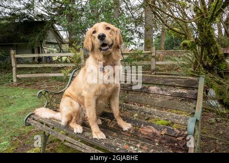 Issaquah, Staat Washington, USA. Nasser, neun Monate alter Golden Retriever, der auf einer rustikalen Gartenbank sitzt. (PR) Stockfoto